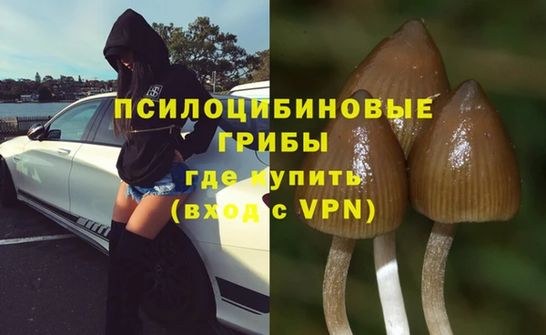 прущие грибы Абинск